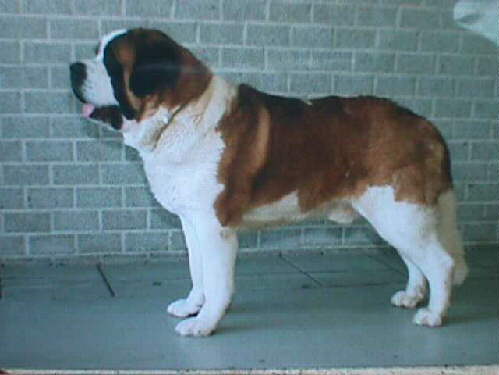 SAINT BERNARD